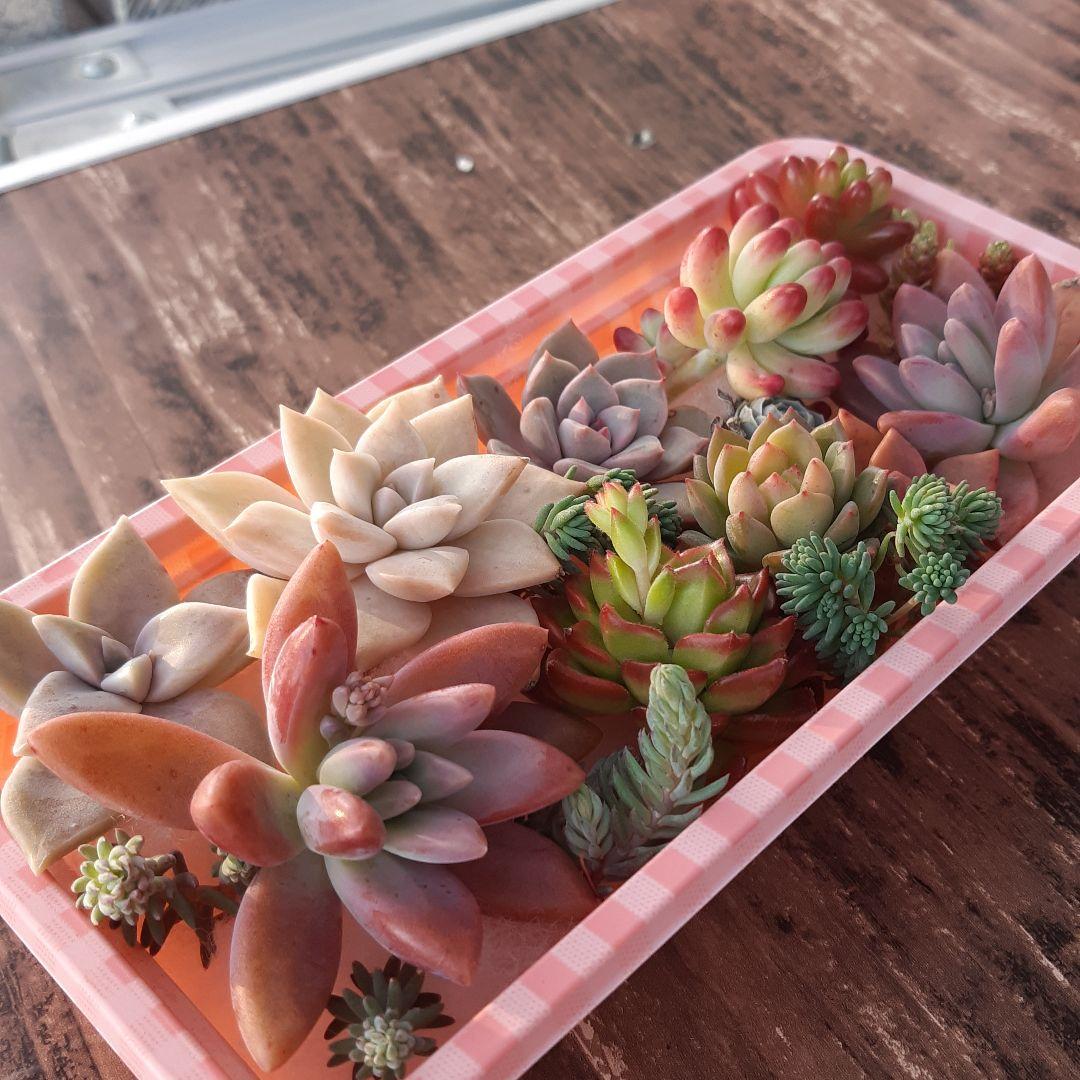 多肉植物⭐小さなカット苗たち⭐Ｄ⭐