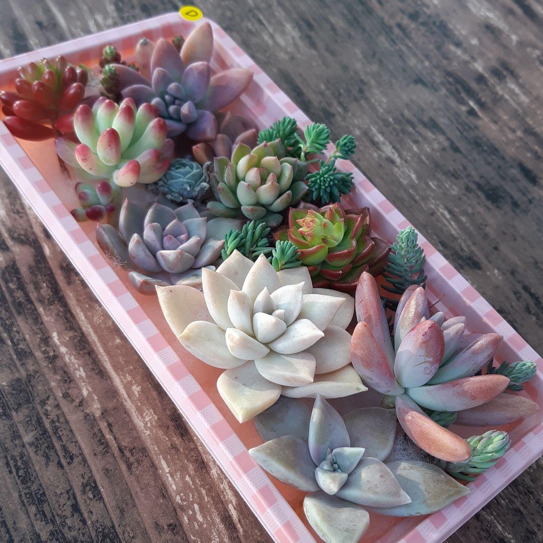 多肉植物⭐小さなカット苗たち⭐Ｄ⭐