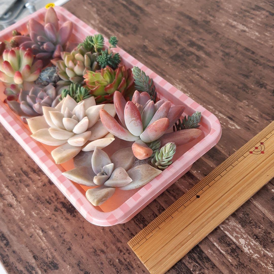 多肉植物⭐小さなカット苗たち⭐Ｄ⭐