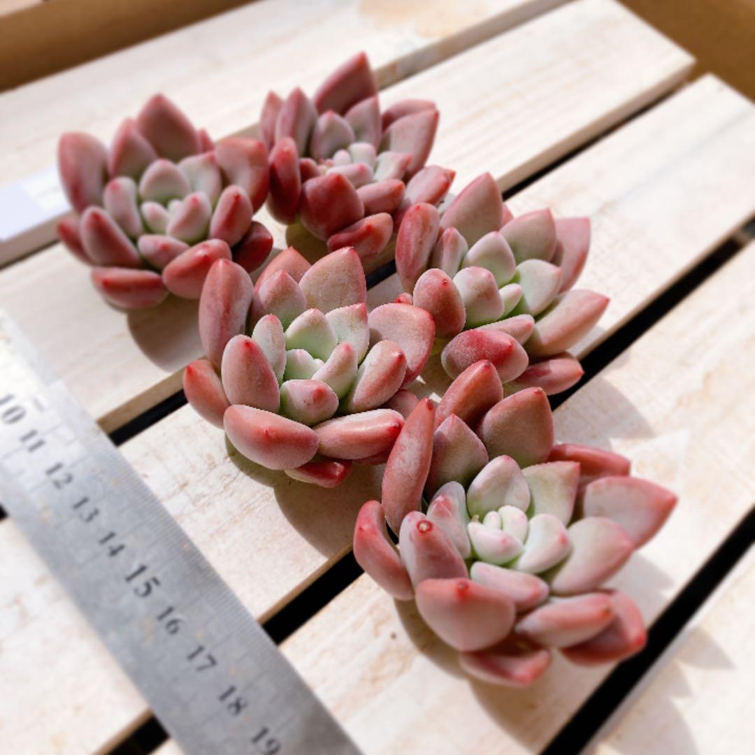 韓国苗⑩バブルモンスター（カット苗）790円1個の価格
