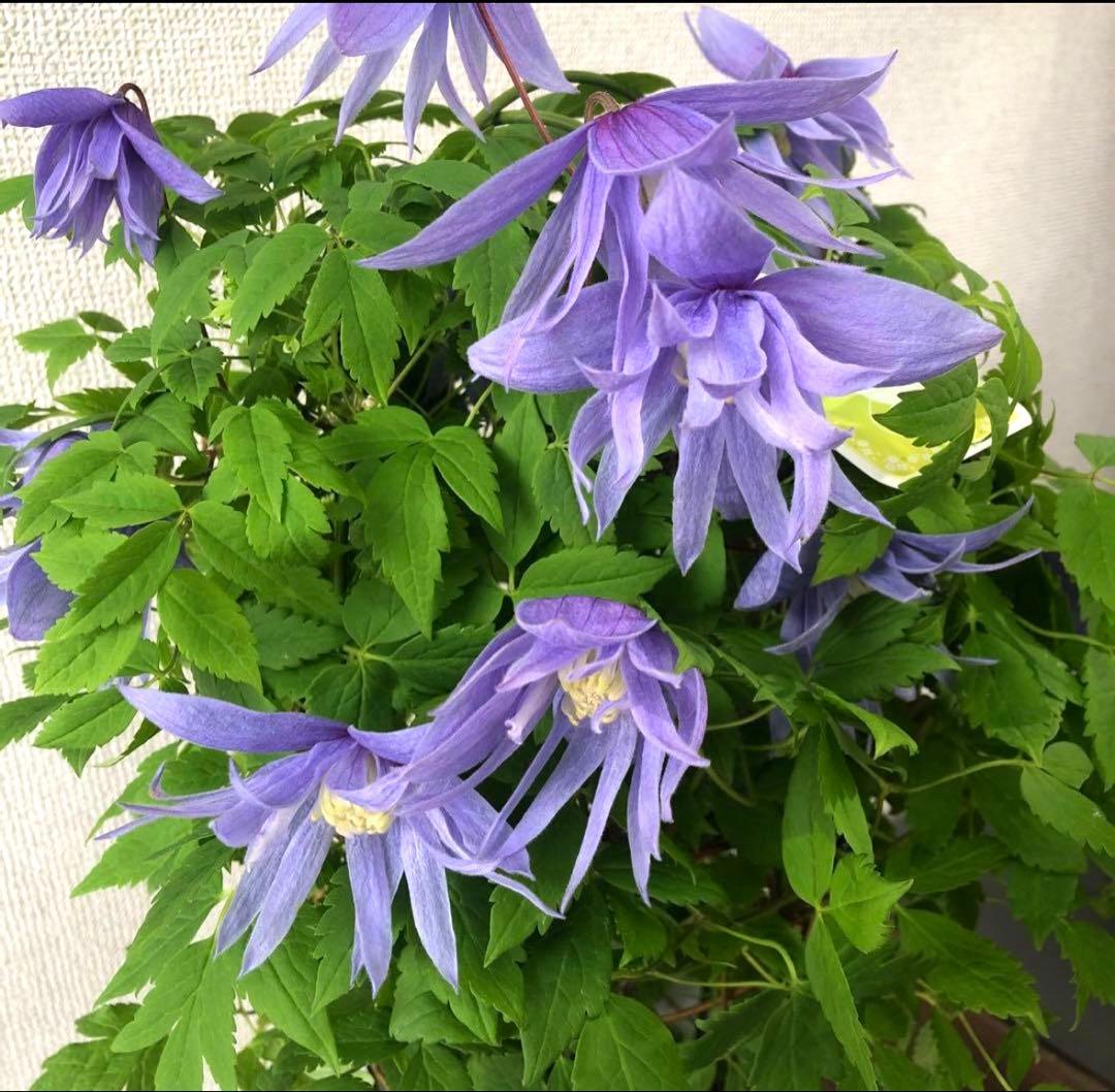 クレマチス マクロペタラ　ウェッセルトン 6号寸 行燈仕立て