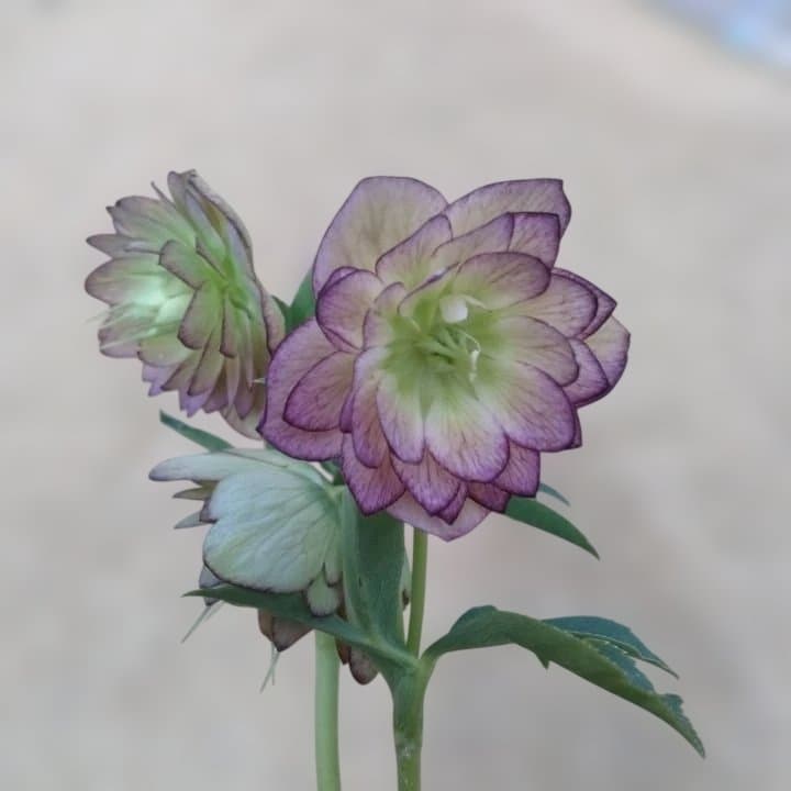 加藤農園。ヘレボルス苗 2本立て。 濃いピンク色の花 。開花株。 No47