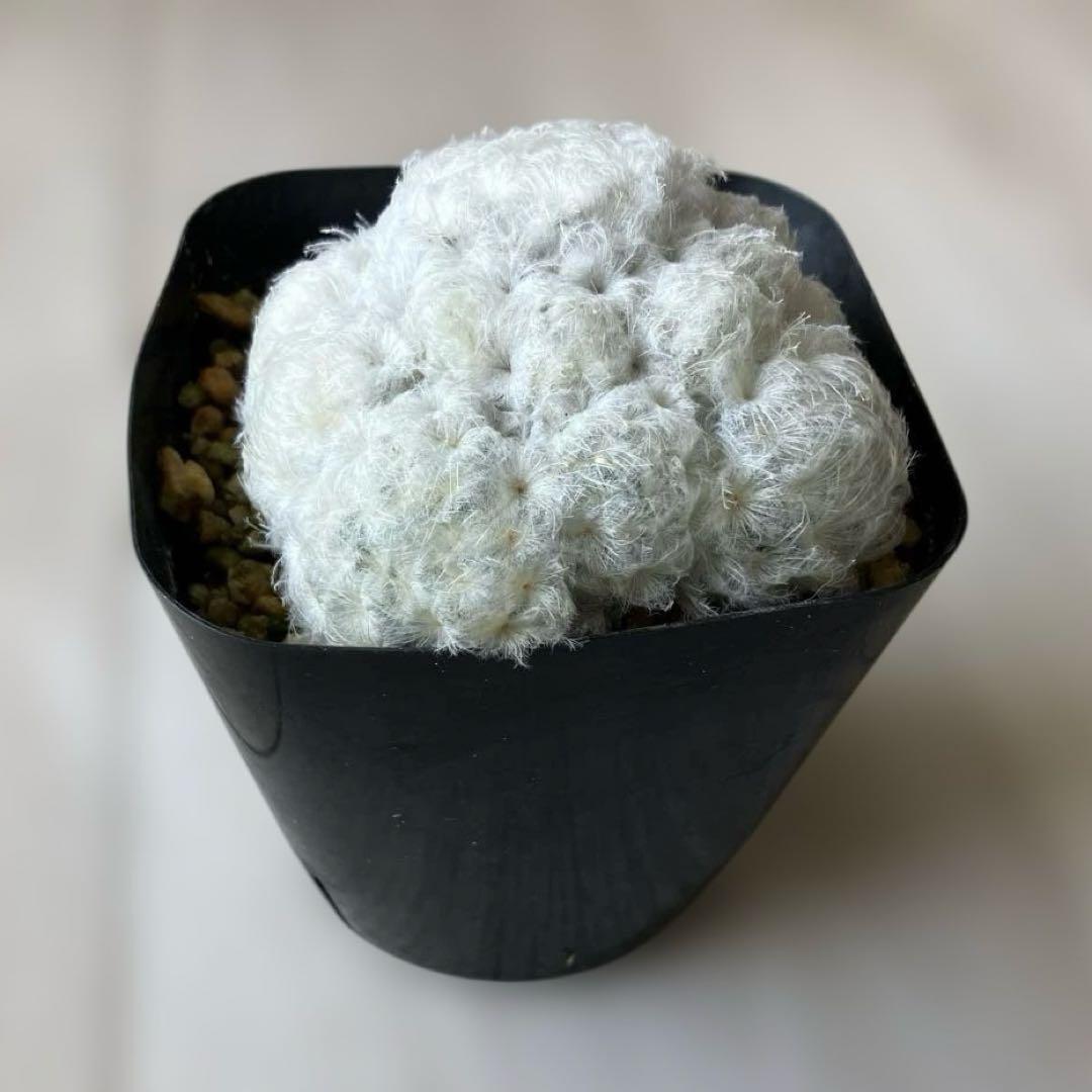 【匿名配送】サボテン　マミラリア　白星群生　大株　鉢ごと発送　サボテン　イエロー