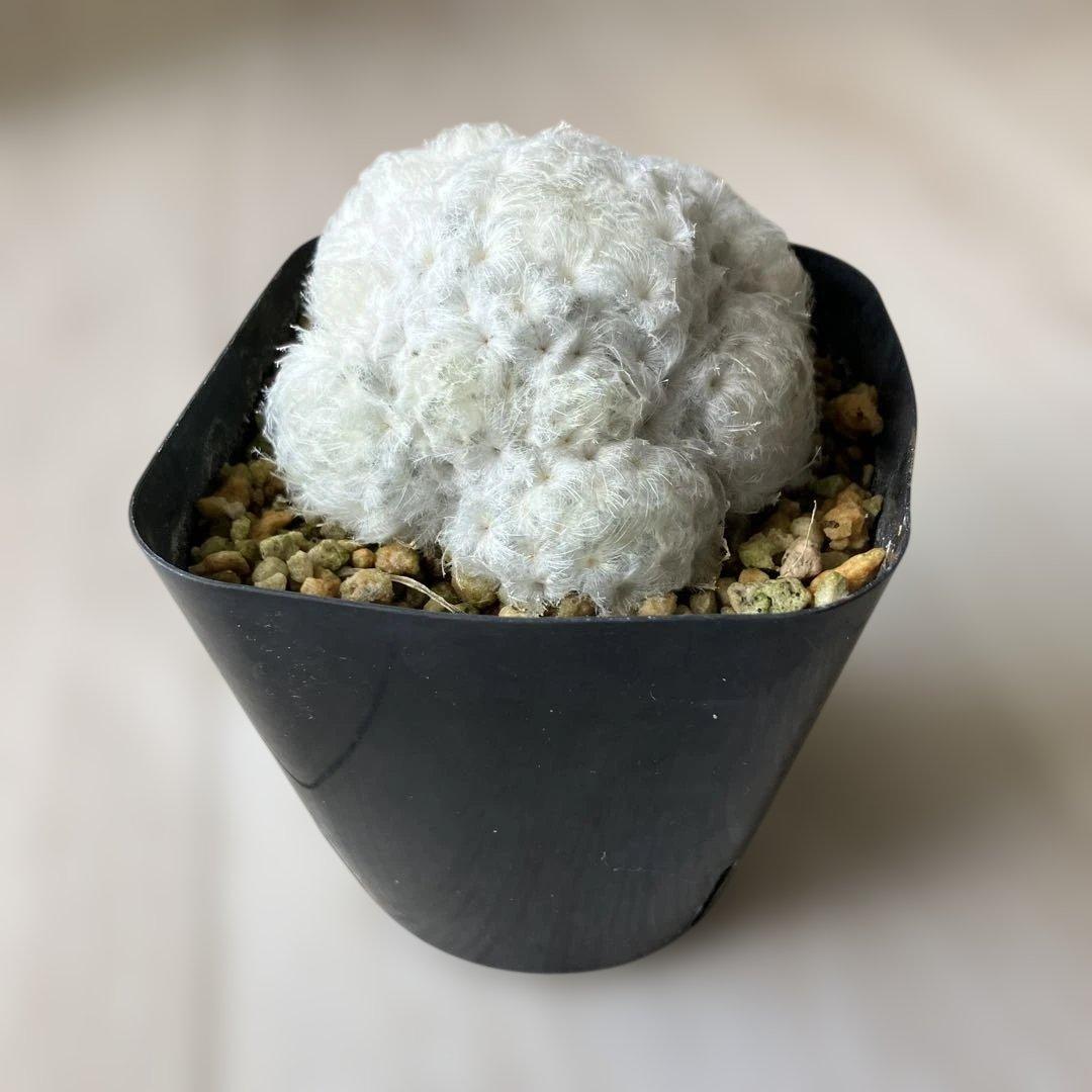 【匿名配送】サボテン　マミラリア　白星群生　大株　鉢ごと発送　サボテン　イエロー