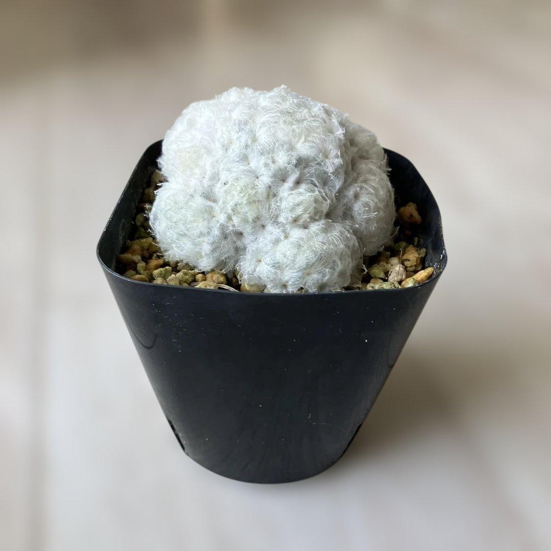 【匿名配送】サボテン　マミラリア　白星群生　大株　鉢ごと発送　サボテン　イエロー