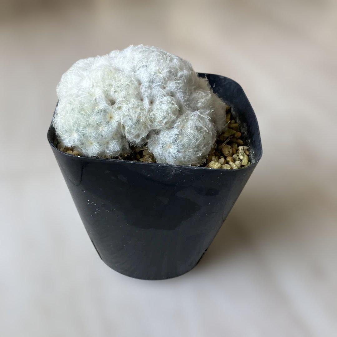 【匿名配送】サボテン　マミラリア　白星群生　大株　鉢ごと発送　サボテン　イエロー