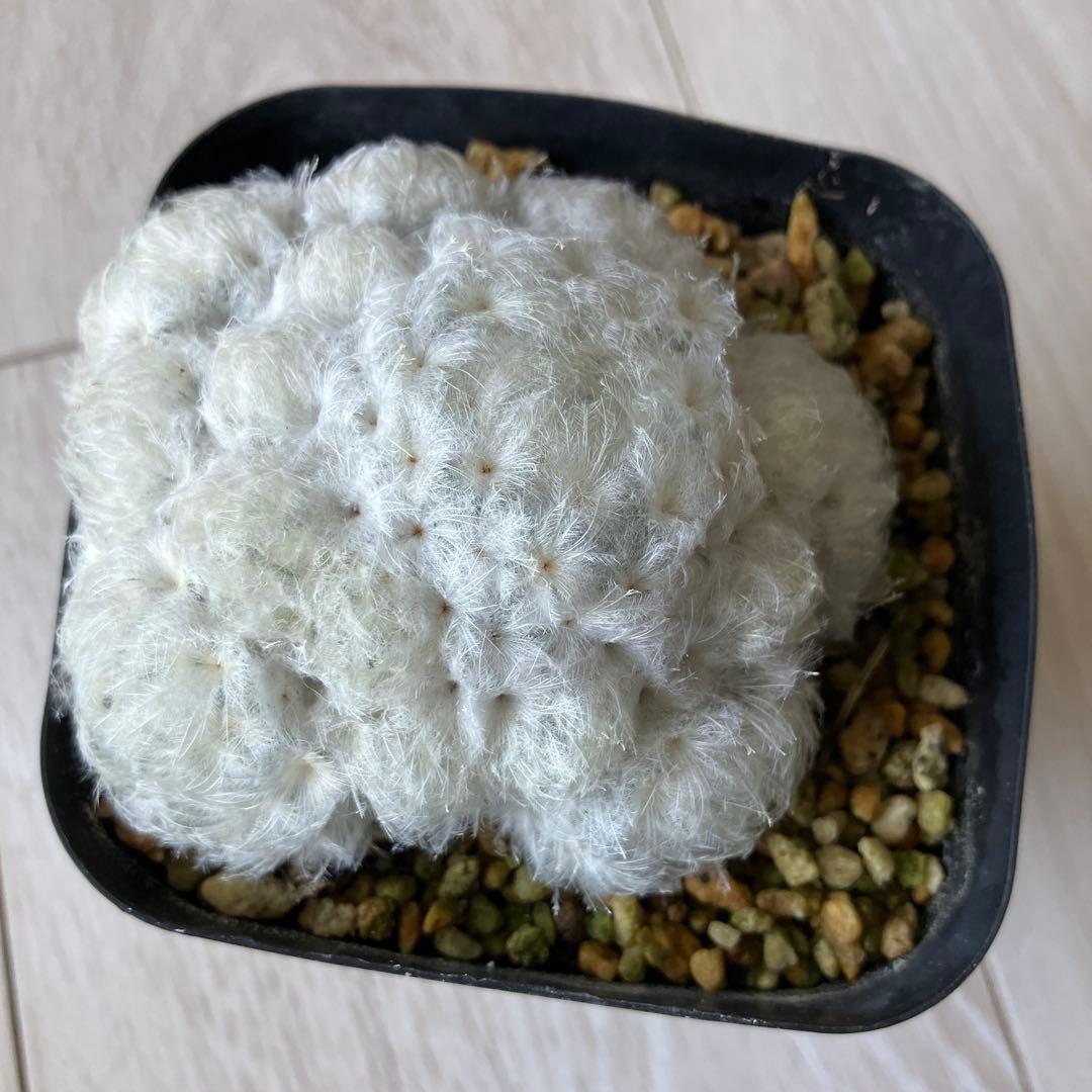 【匿名配送】サボテン　マミラリア　白星群生　大株　鉢ごと発送　サボテン　イエロー