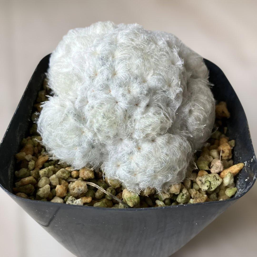 【匿名配送】サボテン　マミラリア　白星群生　大株　鉢ごと発送　サボテン　イエロー