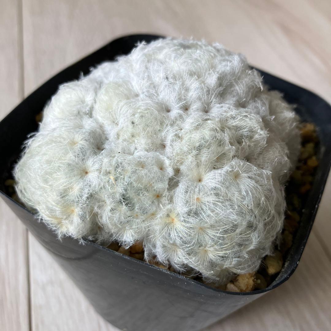 【匿名配送】サボテン　マミラリア　白星群生　大株　鉢ごと発送　サボテン　イエロー