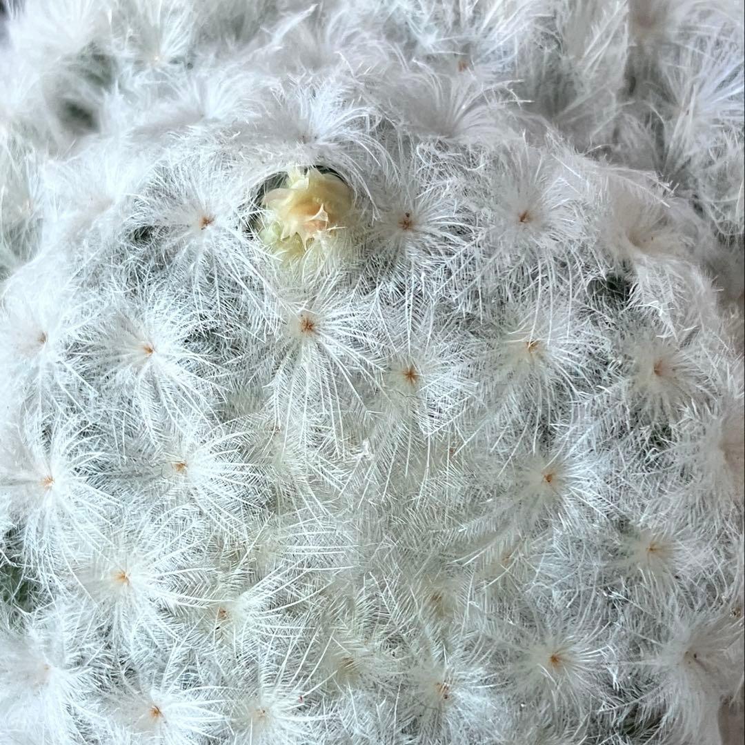 【匿名配送】サボテン　マミラリア　白星群生　大株　鉢ごと発送　サボテン　イエロー