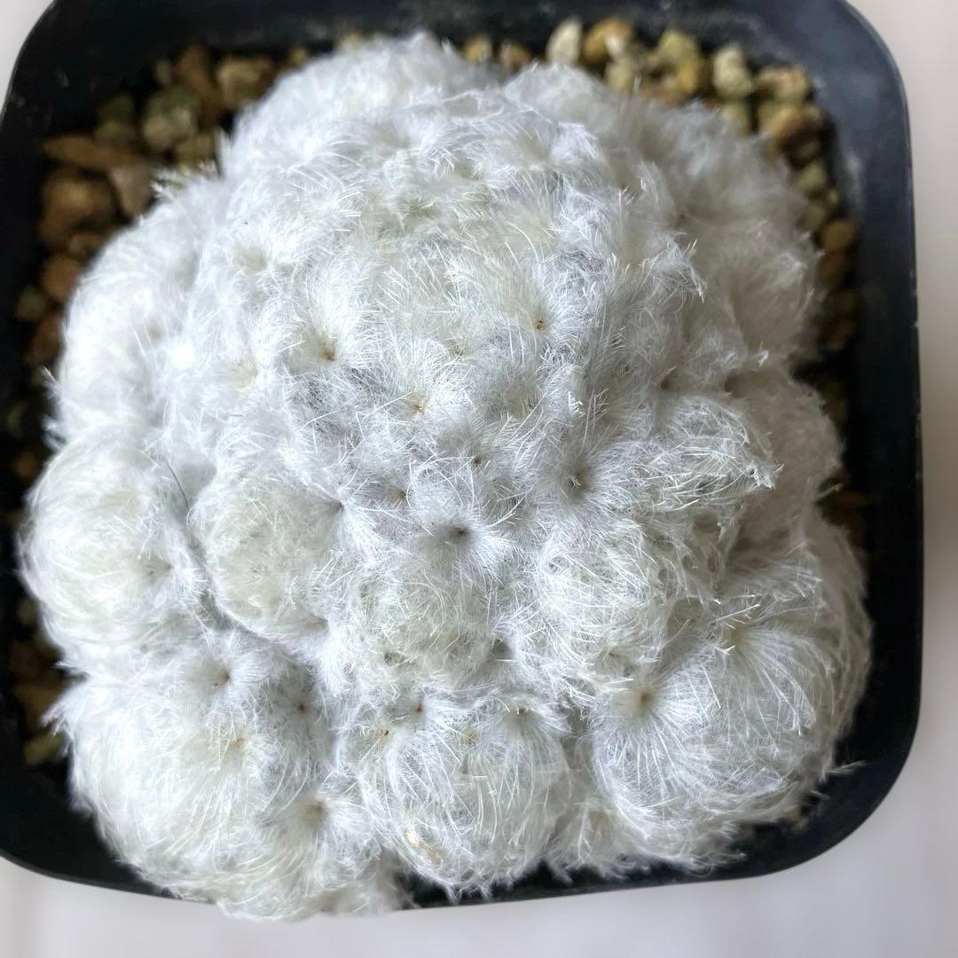 【匿名配送】サボテン　マミラリア　白星群生　大株　鉢ごと発送　サボテン　イエロー