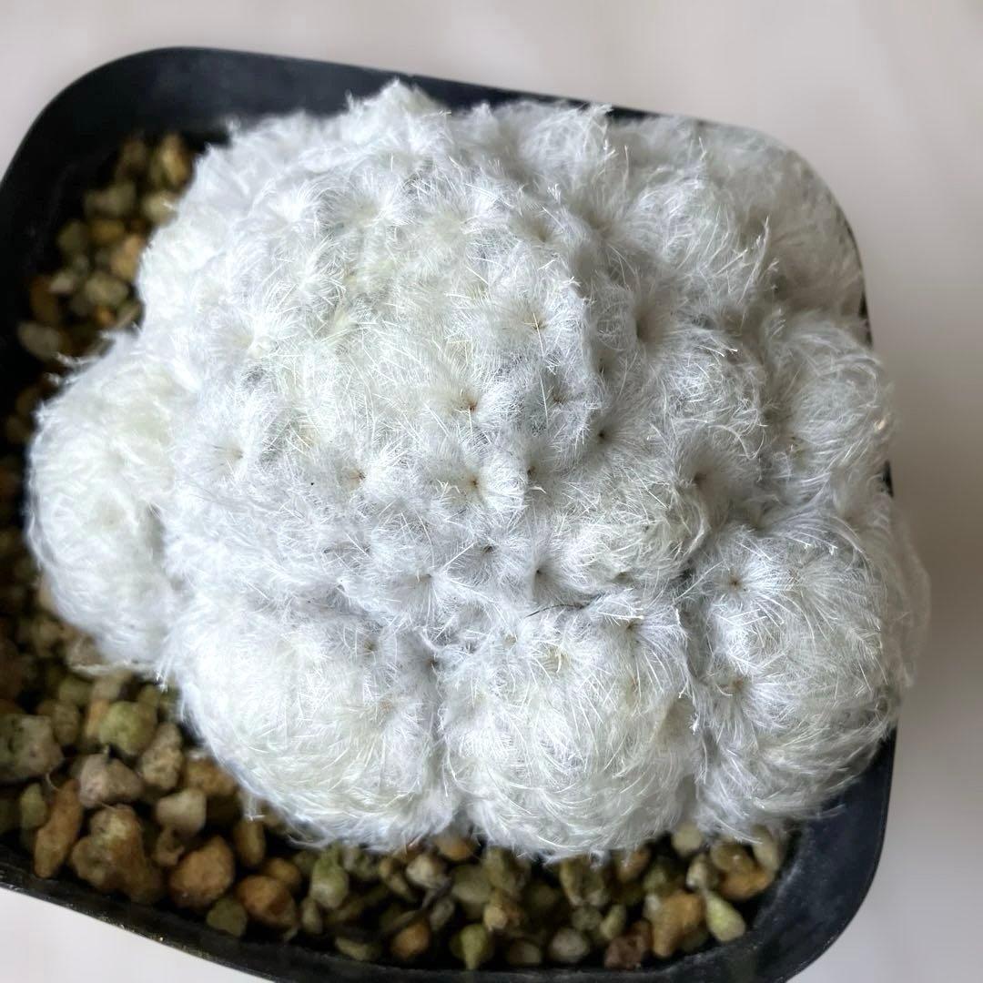 【匿名配送】サボテン　マミラリア　白星群生　大株　鉢ごと発送　サボテン　イエロー