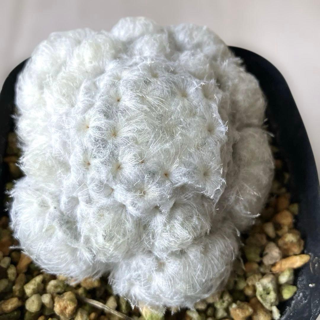 【匿名配送】サボテン　マミラリア　白星群生　大株　鉢ごと発送　サボテン　イエロー