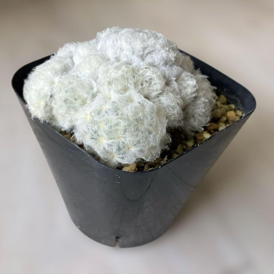 【匿名配送】サボテン　マミラリア　白星群生　大株　鉢ごと発送　サボテン　イエロー