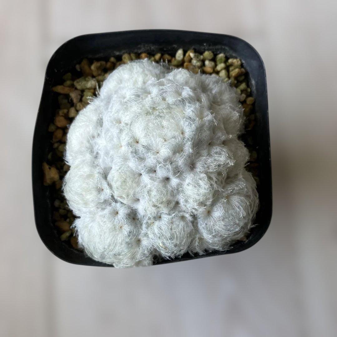 【匿名配送】サボテン　マミラリア　白星群生　大株　鉢ごと発送　サボテン　イエロー