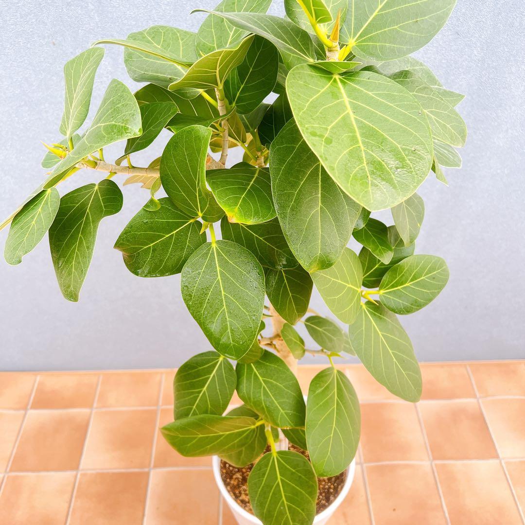 現品　フィカス　ゴムの木　ベンガレンシス　34番　曲り　インテリア　観葉植物
