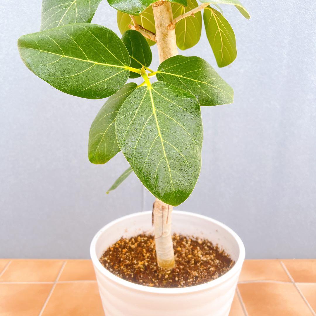現品　フィカス　ゴムの木　ベンガレンシス　34番　曲り　インテリア　観葉植物