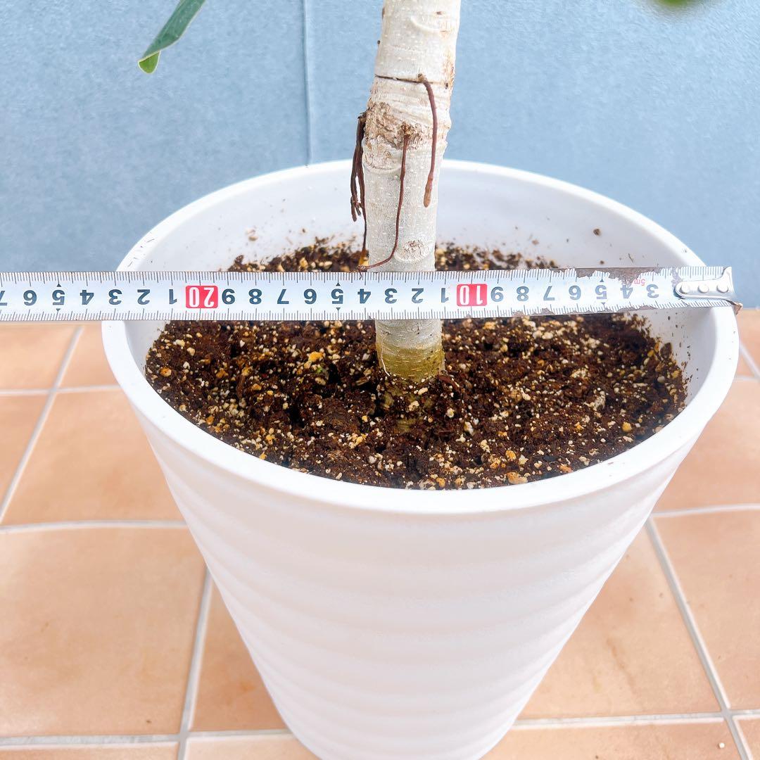 現品　フィカス　ゴムの木　ベンガレンシス　34番　曲り　インテリア　観葉植物