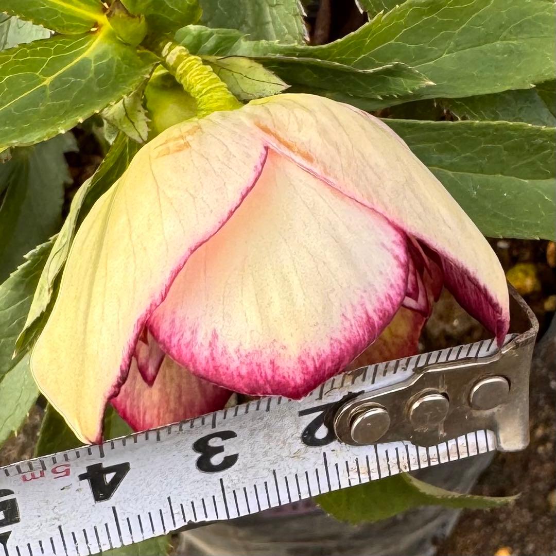 216 クリスマスローズ　開花株