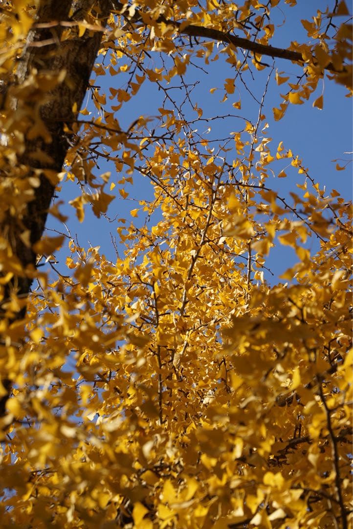 α6000ボディ•レンズ