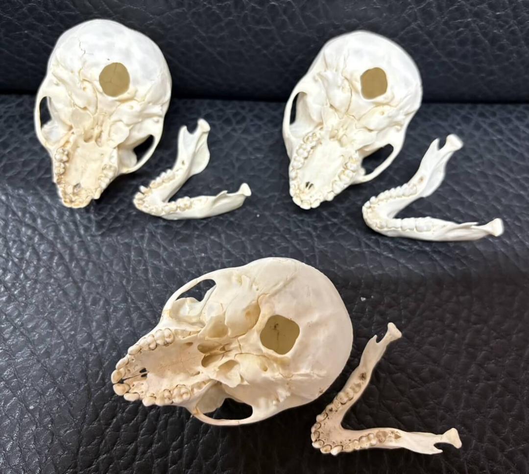 カニクイザル（幼獣） Crab-eating Macaque　頭骨