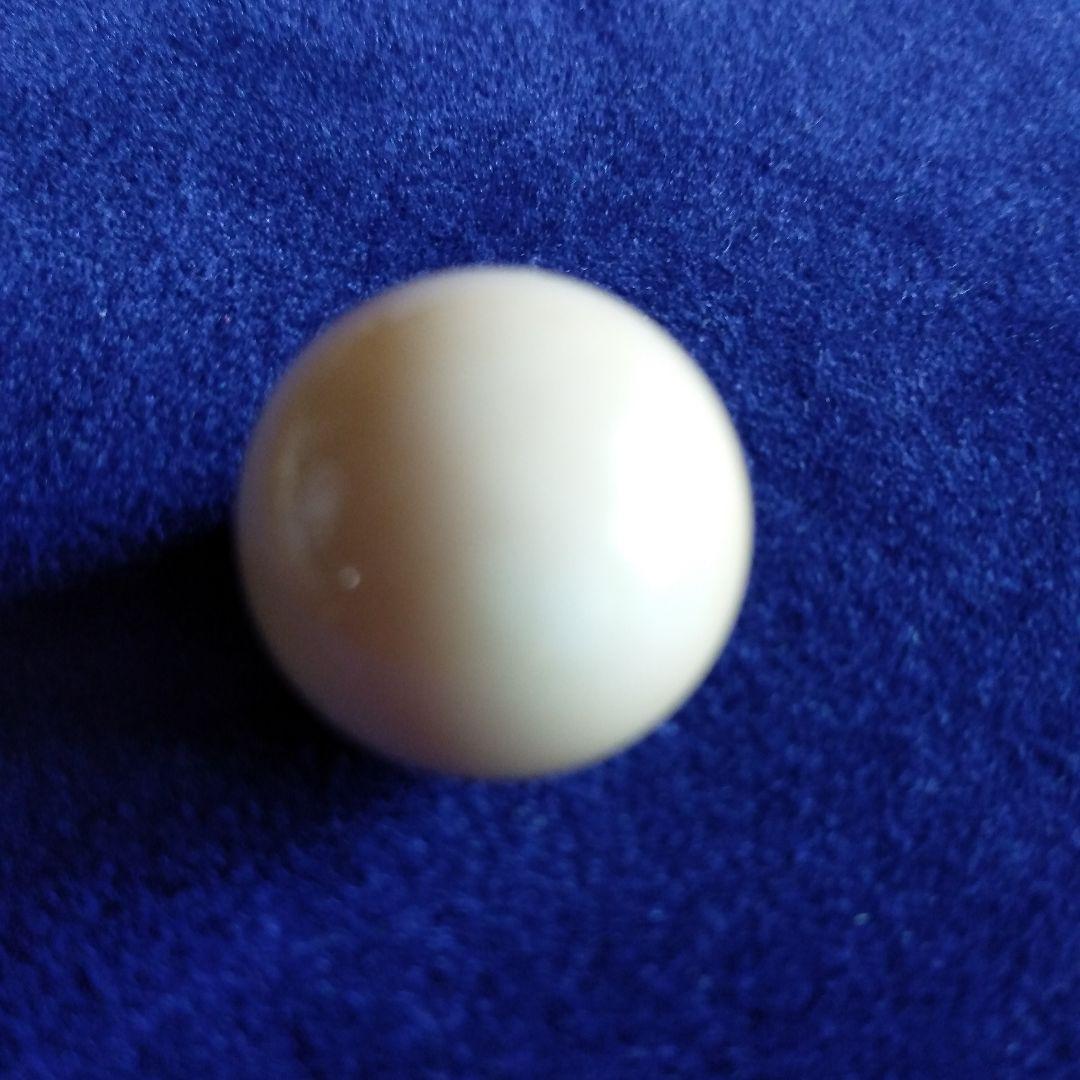 鯨歯　マッコウクジラ　牙玉　特大約17㎜　②