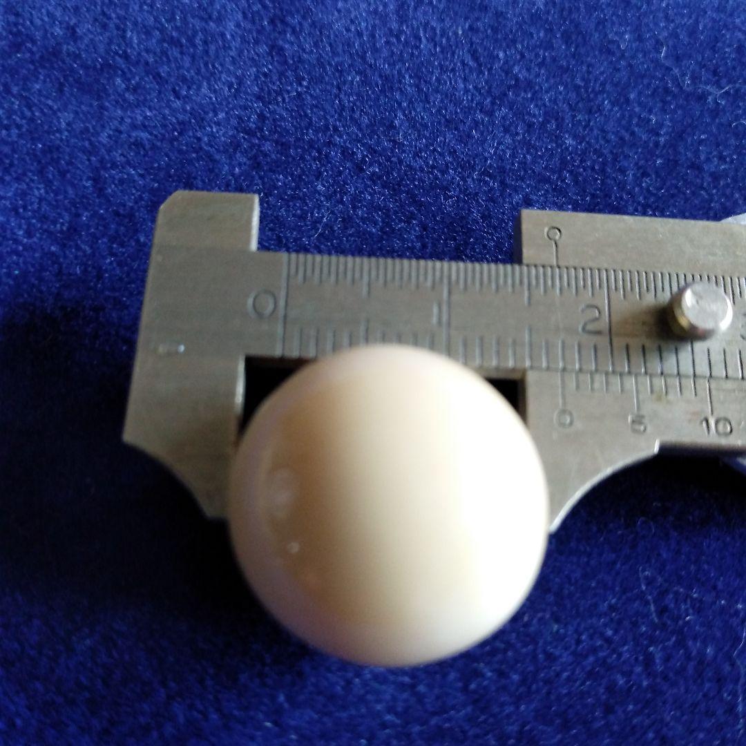 鯨歯　マッコウクジラ　牙玉　特大約17㎜　②