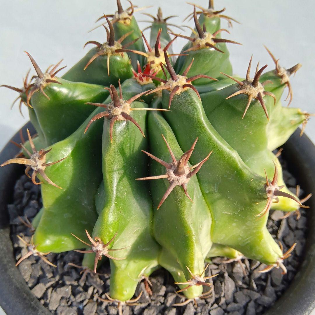 【実生大苗】短黒刺巨鷲玉フェロカクタス国内繁殖サボテン（コピアポア）