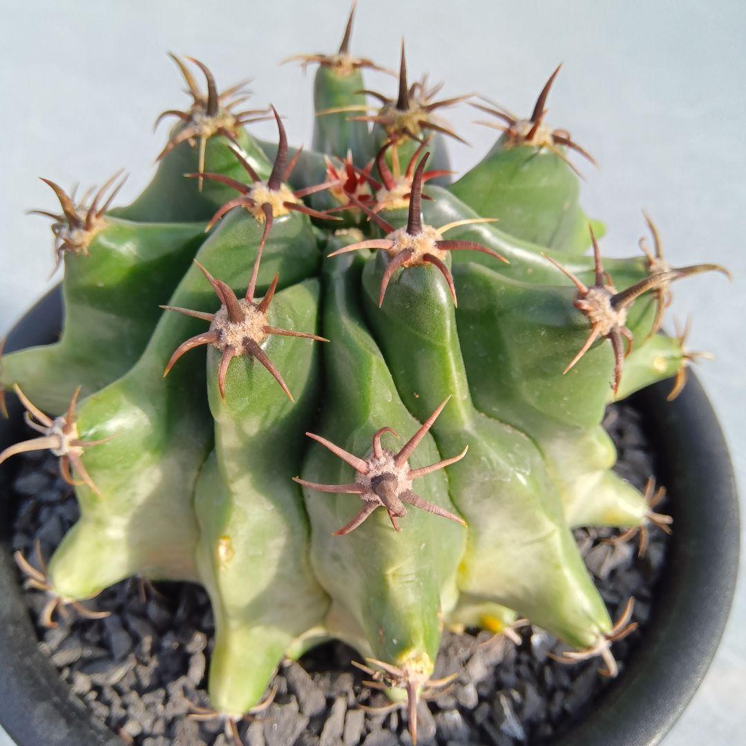 【実生大苗】短黒刺巨鷲玉フェロカクタス国内繁殖サボテン（コピアポア）