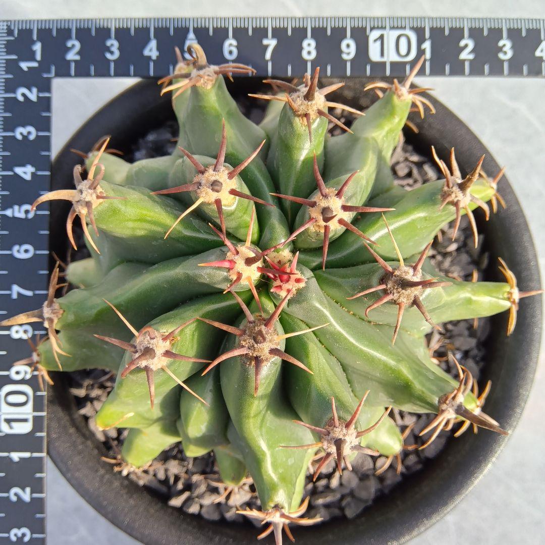 【実生大苗】短黒刺巨鷲玉フェロカクタス国内繁殖サボテン（コピアポア）
