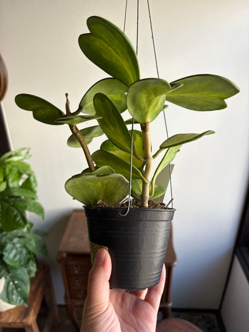 hoya ホヤ ケリー レヴェルセ バリエガータ 中斑