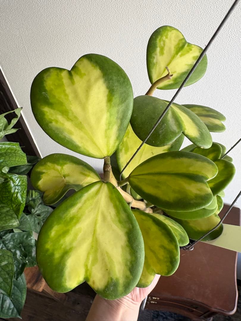 hoya ホヤ ケリー レヴェルセ バリエガータ 中斑