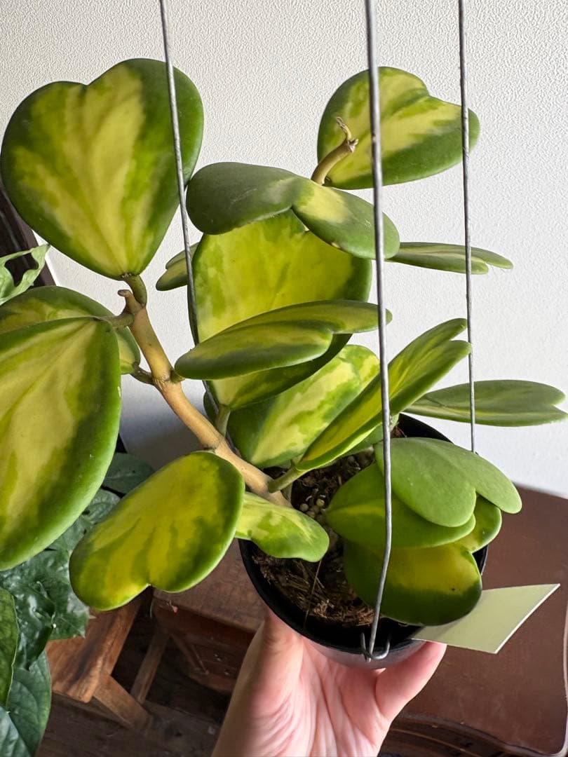 hoya ホヤ ケリー レヴェルセ バリエガータ 中斑