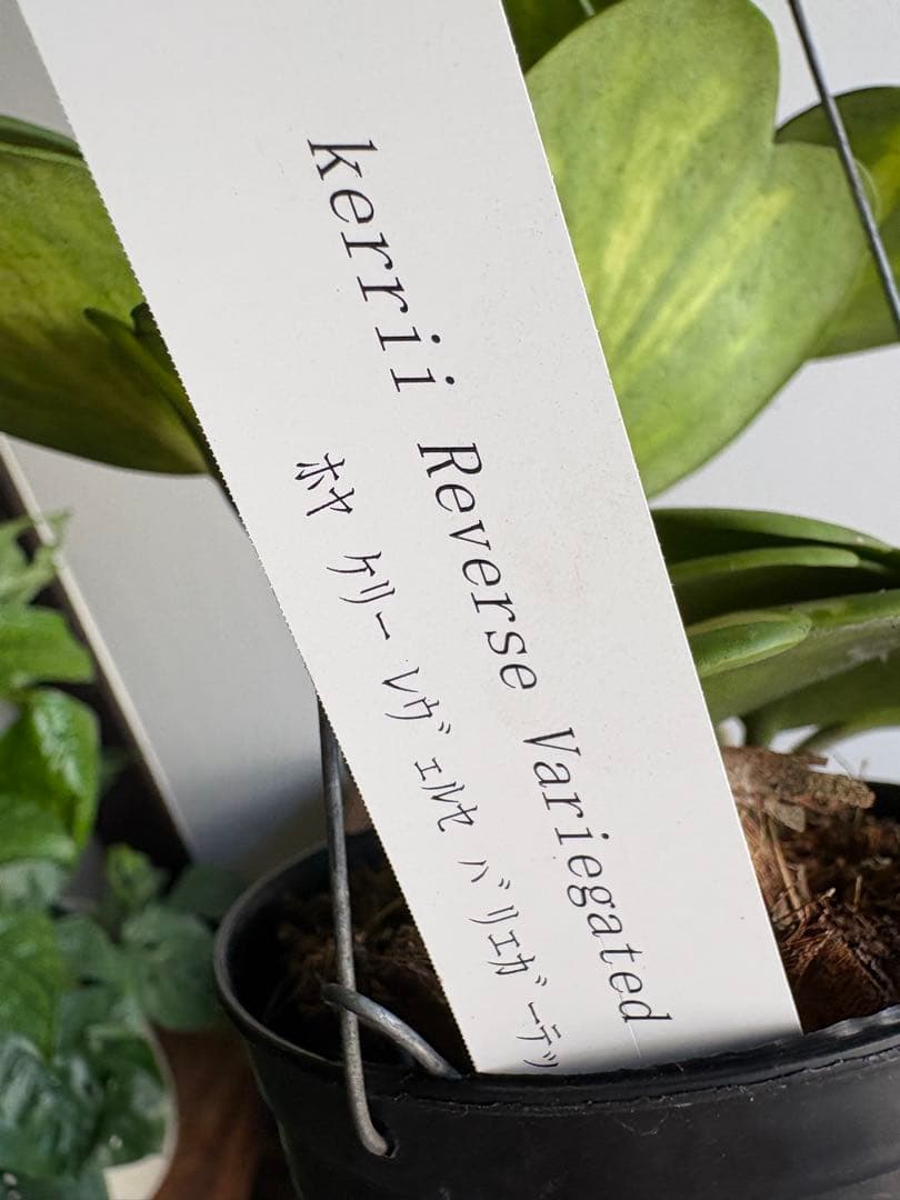 hoya ホヤ ケリー レヴェルセ バリエガータ 中斑