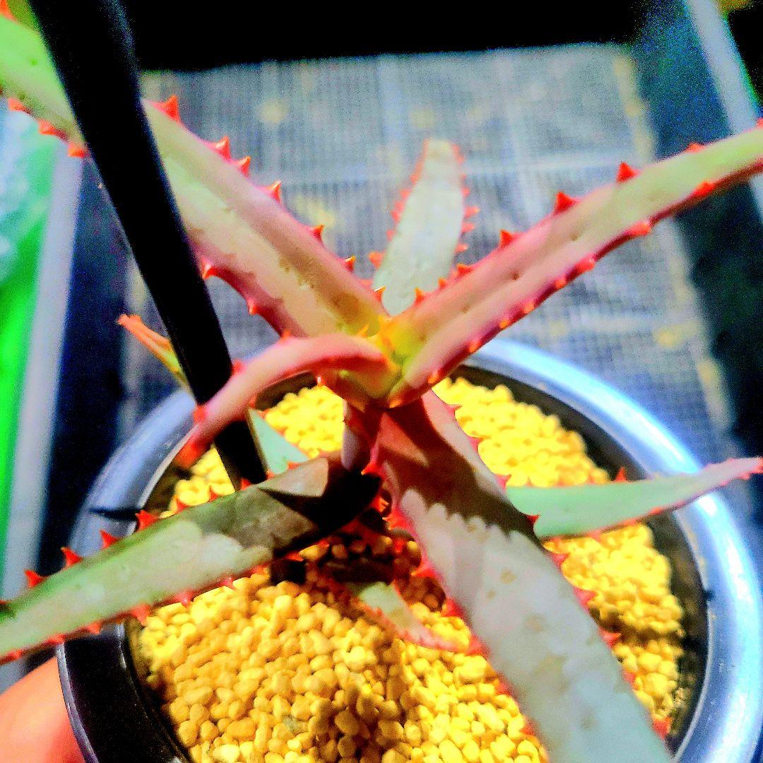 ディバリガータ 実生 選抜カキコ 多肉植物 ハオルチア アロエ