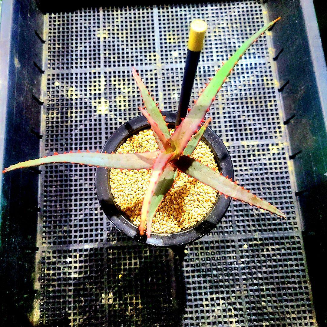ディバリガータ 実生 選抜カキコ 多肉植物 ハオルチア アロエ