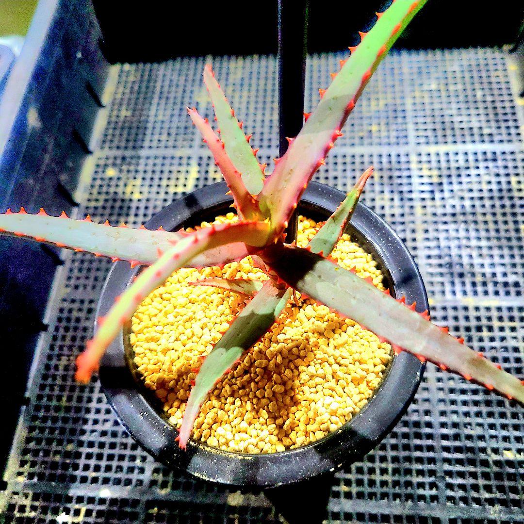 ディバリガータ 実生 選抜カキコ 多肉植物 ハオルチア アロエ
