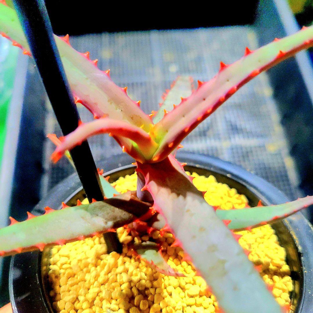 ディバリガータ 実生 選抜カキコ 多肉植物 ハオルチア アロエ