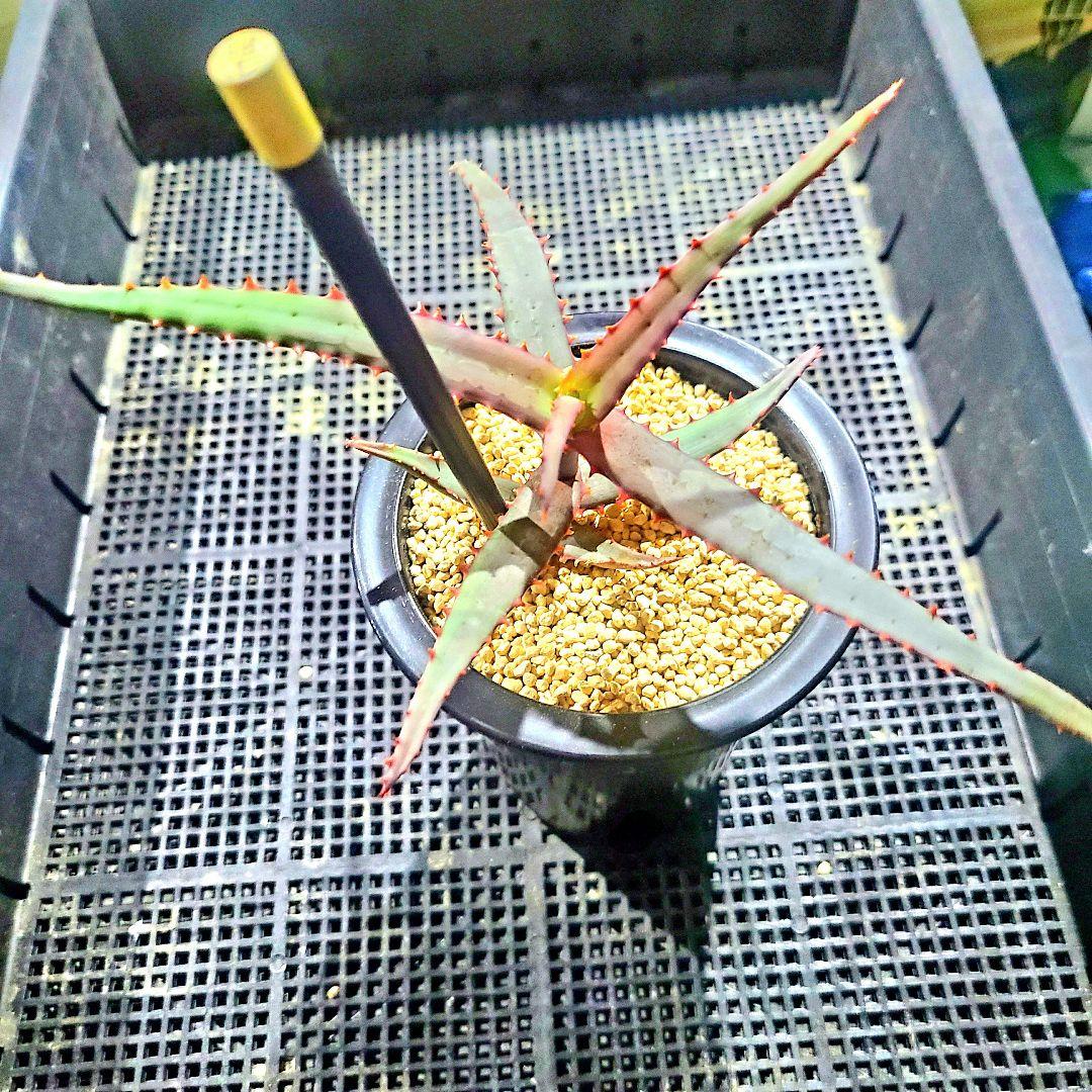 ディバリガータ 実生 選抜カキコ 多肉植物 ハオルチア アロエ