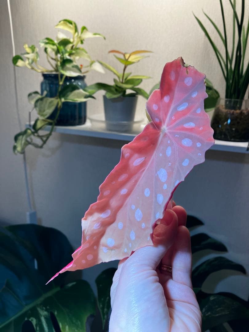 m*e様 ベゴニアマクラータ　斑入り　ピンク