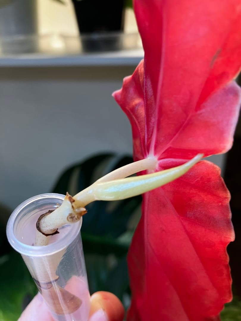 m*e様 ベゴニアマクラータ　斑入り　ピンク