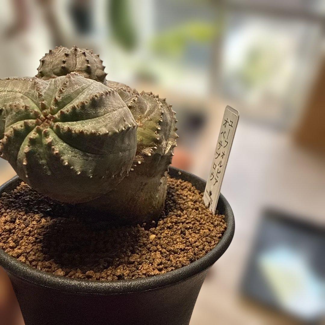 【極上】まるでオブジェのようなオベサブロウ 木質化 コーデックス グラキリス