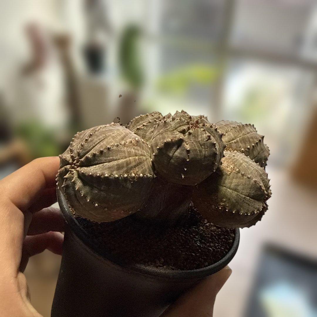 【極上】まるでオブジェのようなオベサブロウ 木質化 コーデックス グラキリス