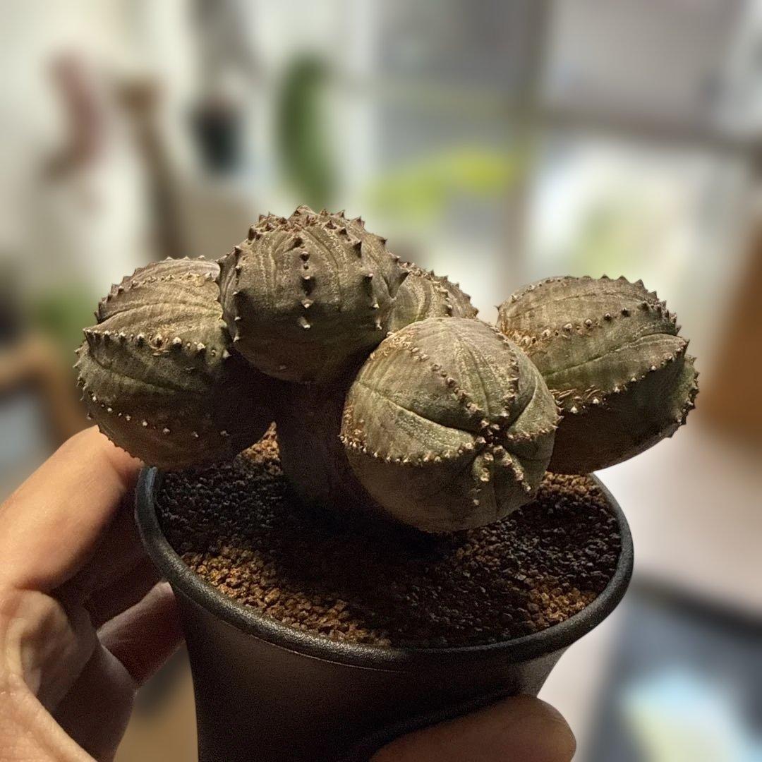 【極上】まるでオブジェのようなオベサブロウ 木質化 コーデックス グラキリス