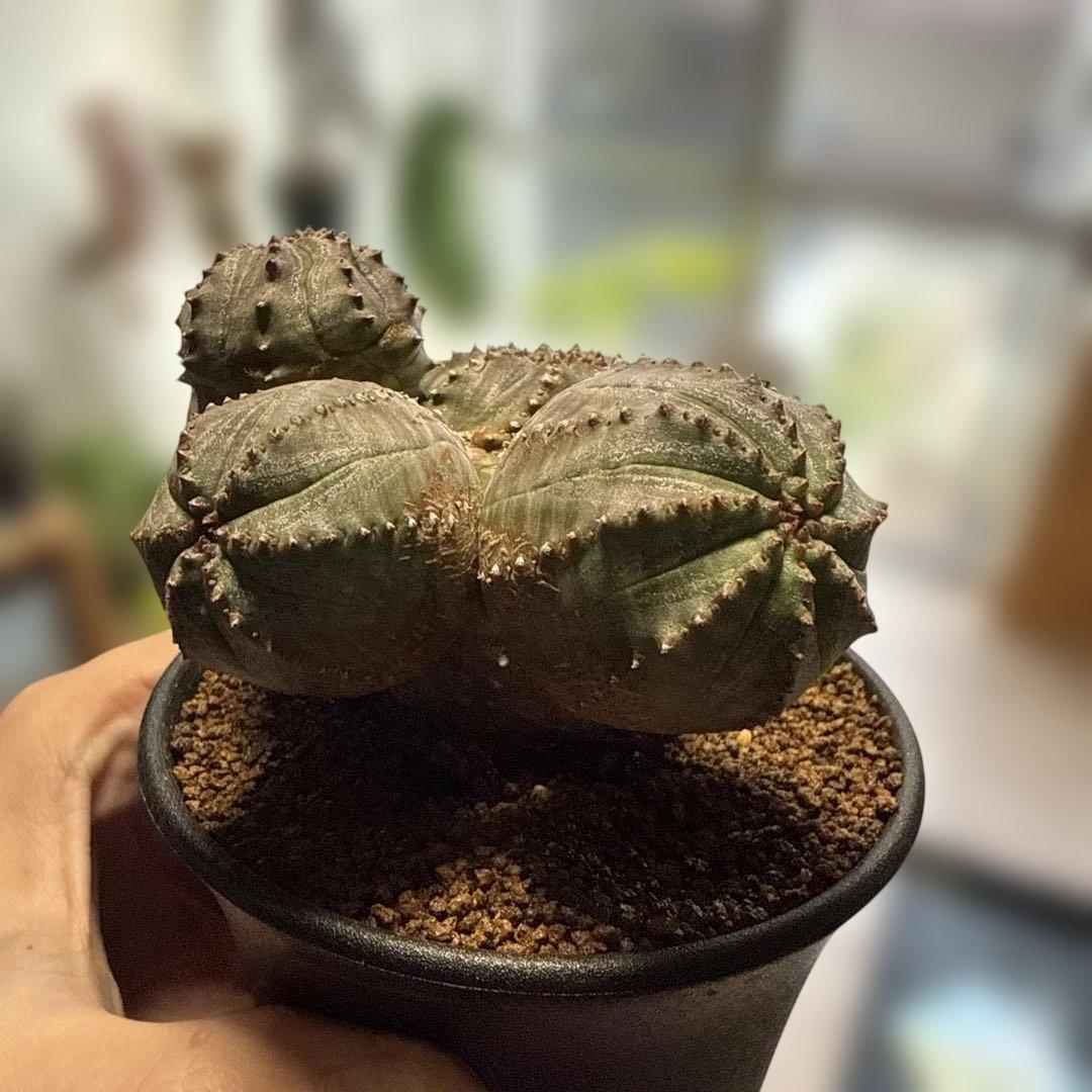 【極上】まるでオブジェのようなオベサブロウ 木質化 コーデックス グラキリス