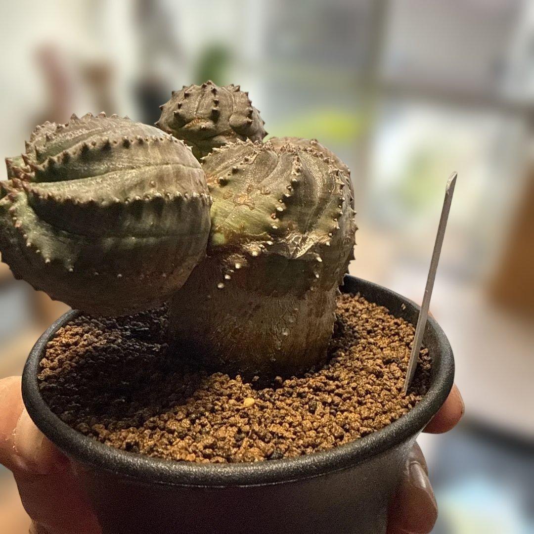 【極上】まるでオブジェのようなオベサブロウ 木質化 コーデックス グラキリス