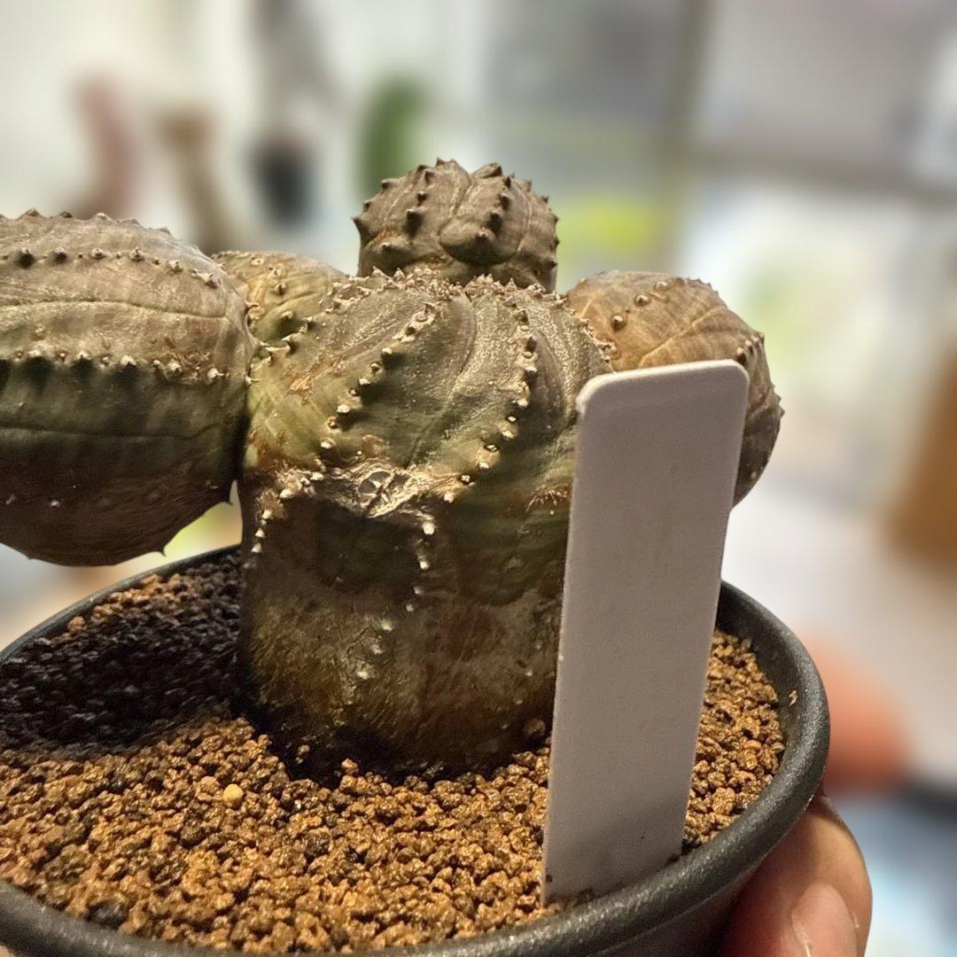 【極上】まるでオブジェのようなオベサブロウ 木質化 コーデックス グラキリス