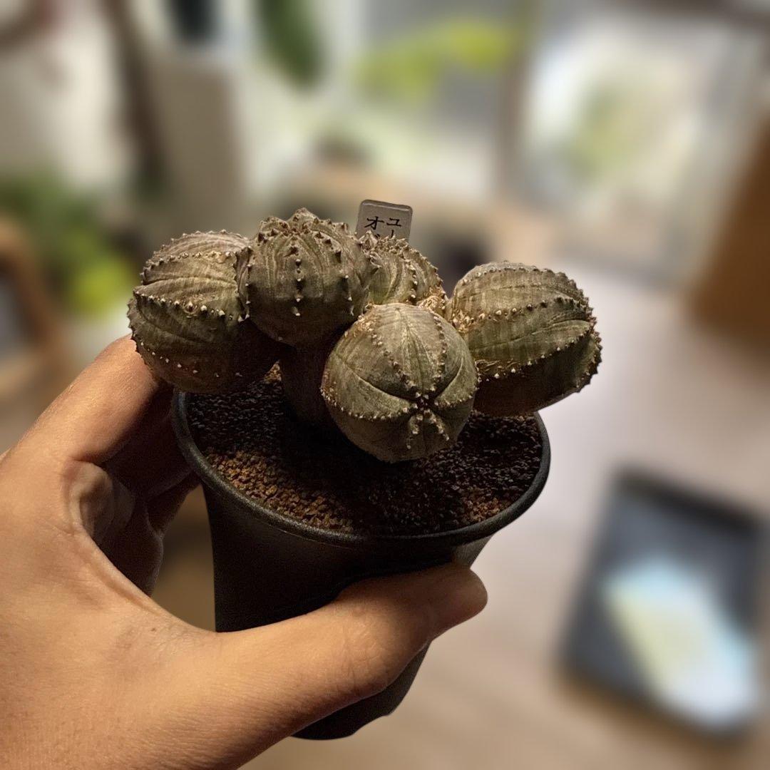 【極上】まるでオブジェのようなオベサブロウ 木質化 コーデックス グラキリス