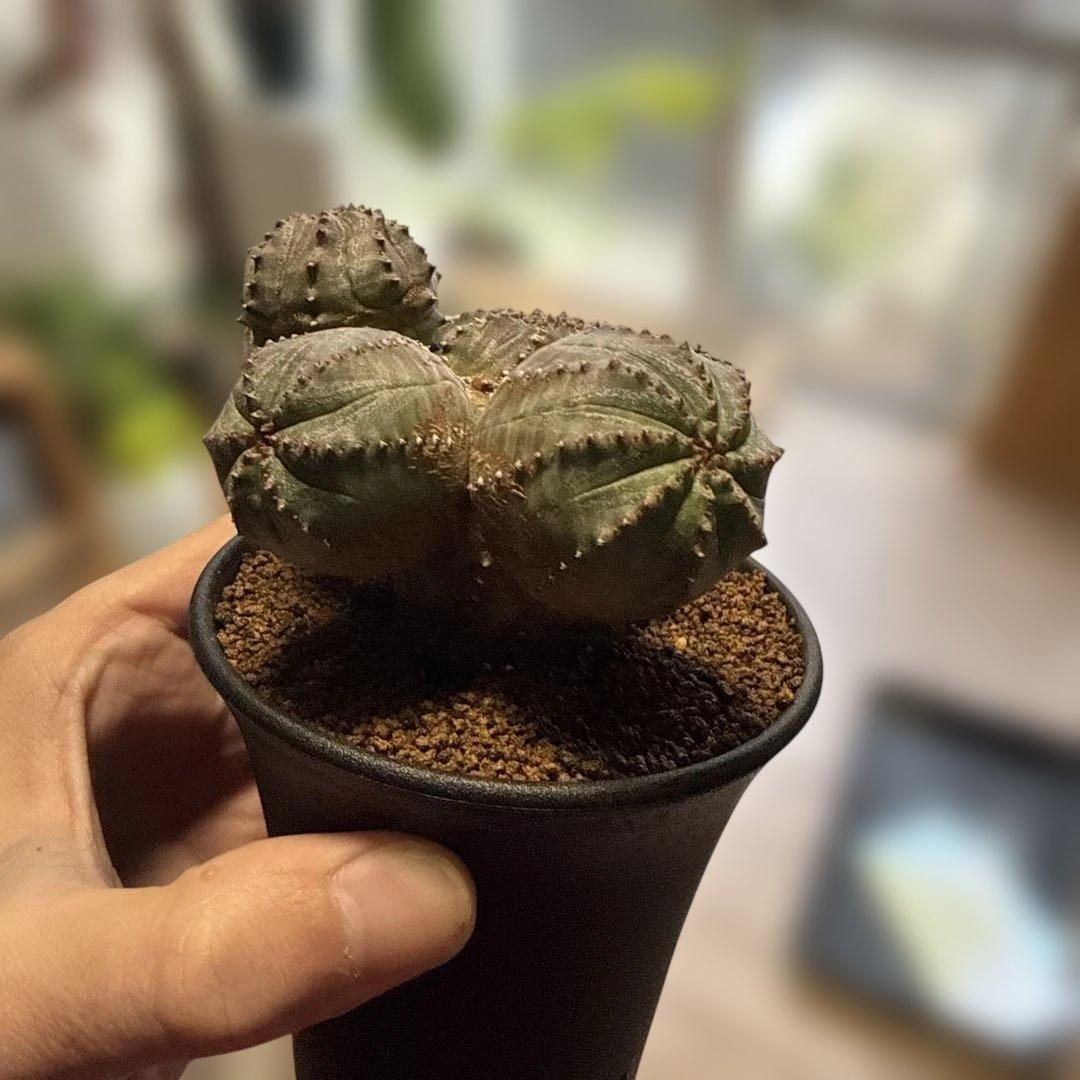 【極上】まるでオブジェのようなオベサブロウ 木質化 コーデックス グラキリス