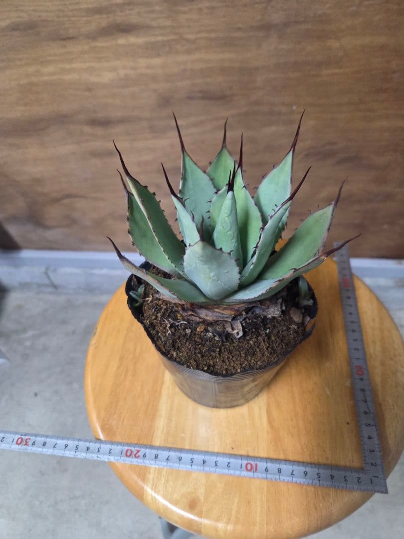 アガベ　パリー　トランカータ　親株　小株2つ付き